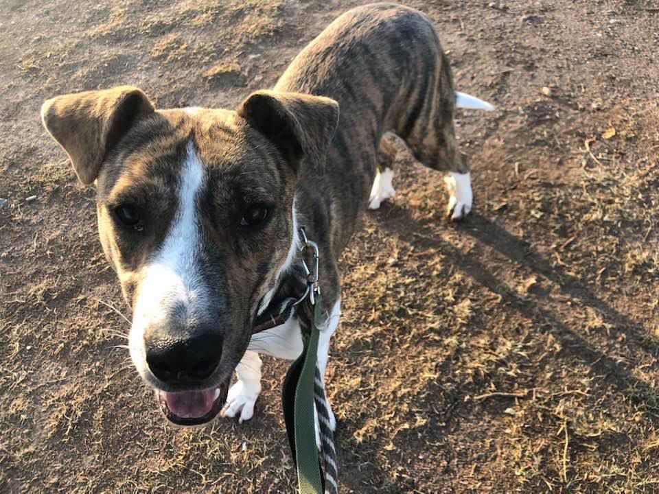 Adopt a friend: Gordito